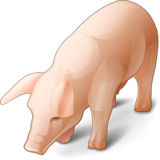 Schwein - war frher notwendig fr den Schinken